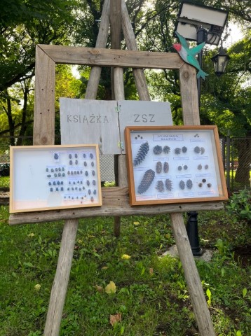 drewniana sztaluga w parku z napisem książka ZSZ na niej ekspozycja w ramkach za szkłem owady i szyszki drzew iglastych